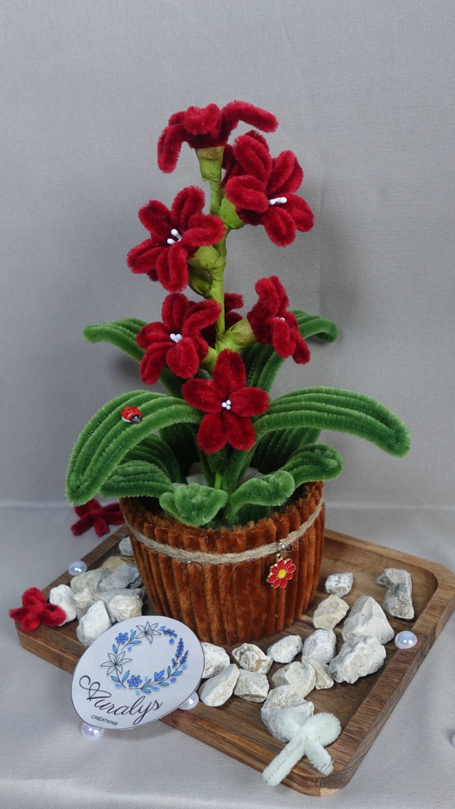 Jacynthe en pot Auralys Créations
