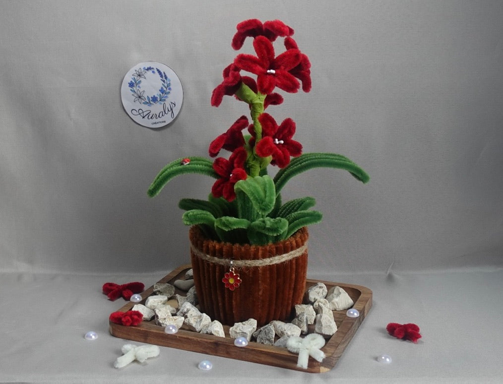 Jacynthe en pot Auralys Créations